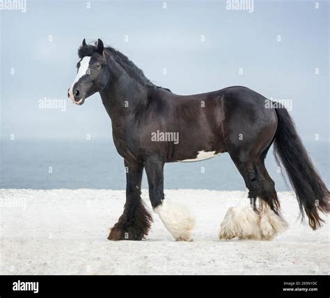 Shore of Stallion Doc