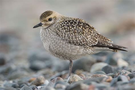 Shorebirds: