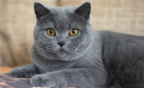 Short-haired Cats Reader