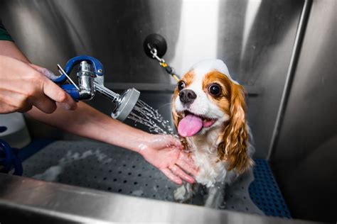 Showering With Your Dog Epub