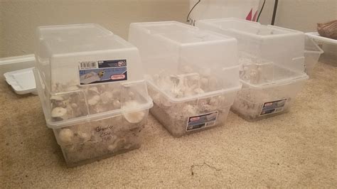 Shroomery's Guide to Maximizing Shoebox Cultivation Efficiency