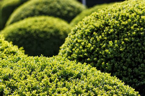 Shrub & Tree Fertilizer Nearby: A Guide to Nourishing Your Landscape