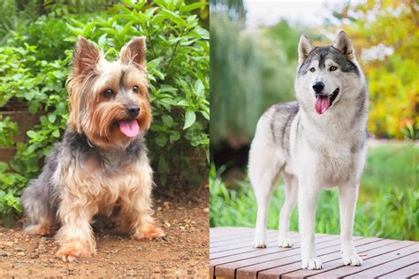 Siberian Husky Mixed with Yorkshire Terrier: The Ultimate Guide