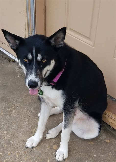 Siberian Lab Mix