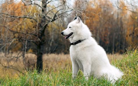 Siberian Whites