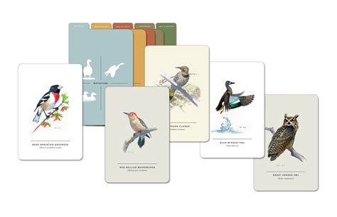 Sibley Birds of Land Sea and Sky 50 Postcards Reader
