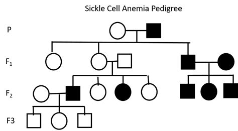 Sickle Cell Anaemia Pedigree Chart