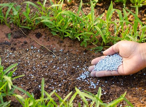 Side Dressing Fertilizer: A Comprehensive Guide to Boosting Crop Yields