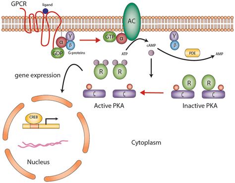 Signal Transduction Pathways, Chromatin Structure, and Gene Expression Mechanisms as Therapeutic Ta Epub