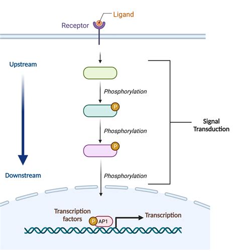 Signal Transduction Pathways, Chromatin Structure, and Gene Expression Mechanisms as Therapeutic Ta Epub