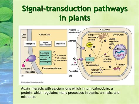 Signal Transduction in Plants Kindle Editon