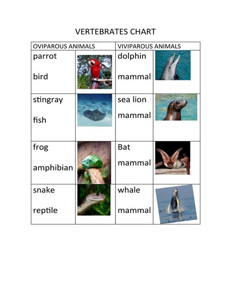 Signaling Centers Vertebrates Chart