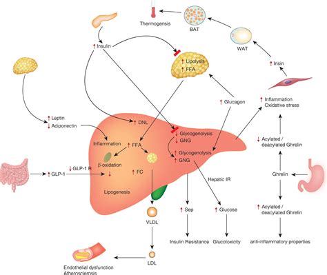 Signaling Pathways in Liver Diseases Doc