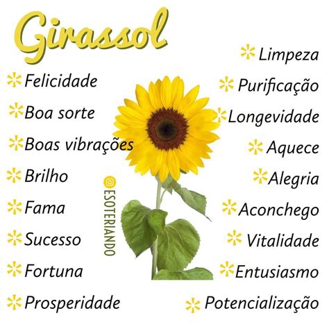 Significado da Flor Girassol: Beleza, Otimismo e Busca pela Luz