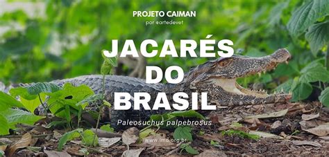 Significado de Sonhar com Jacaré: Entenda as Mensagens Ocultas