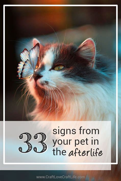 Signs From Pets In The Afterlife Doc