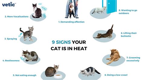 Signs and Symptoms of Cat in Heat