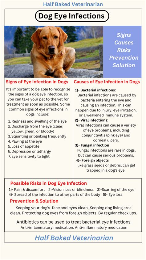 Signs of Bacterial Infection in Dogs