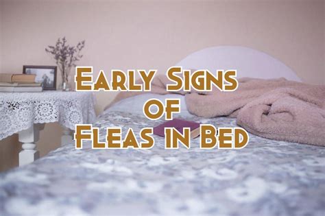 Signs of Fleas in Bed