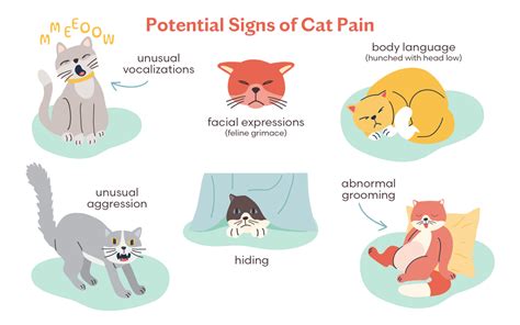 Signs of Pain in Cats