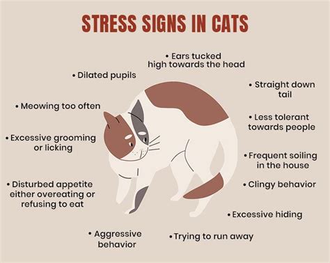 Signs of Stress in Cats