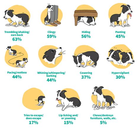 Sileo for Dogs: A Comprehensive Guide to Safe and Effective Pain Management