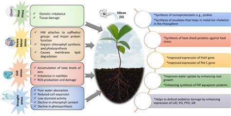 Silicon Fertilizer: Unlocking Plant Productivity with Si90