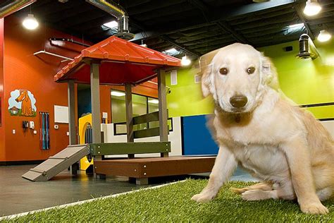 Silidog: The Ultimate Guide to Silicon Doggy Daycare