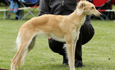 Silken Windhound Guide Silken Windhound Guide Includes Silken Windhound Training Diet Socializing Care Grooming Breeding and More Epub