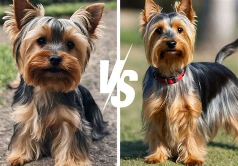 Silky vs. Yorkie: A Comprehensive Comparison of Two Beloved Toy Dog Breeds