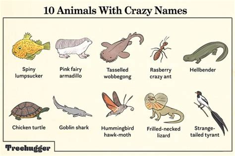 Silly Names for Animals: A Guide to the Wacky and Wonderful