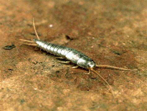 Silverfish