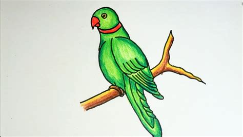 Simple Drawing Of Parrot