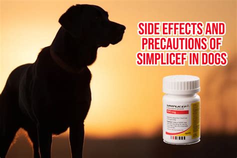 Simplicef: A Comprehensive Guide to its Uses, Benefits, and Side Effects in Dogs