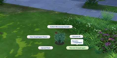 Sims 4 How to Garden: A Comprehensive Guide to Growing Your Own Virtual Veggies