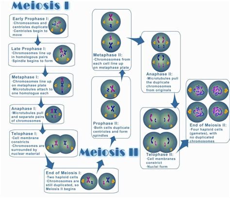 Simulating Meiosis Answer Key Epub