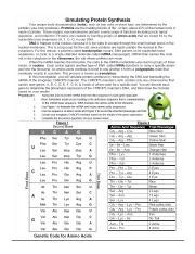 Simulating Protein Synthesis Answers Doc