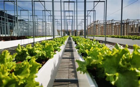 Singapore's Urban Farming Revolution: A Guide to Vertical Gardens and Rooftop Farms