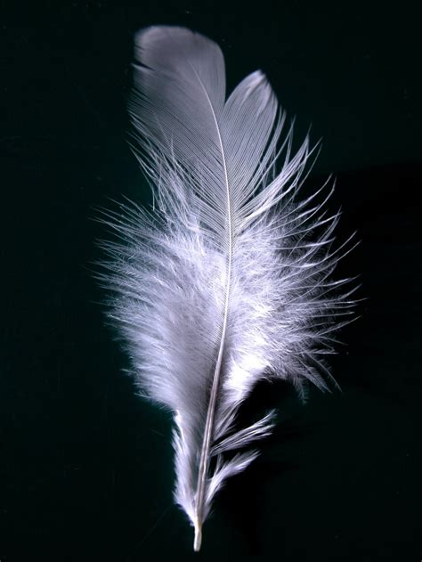 Single feather: