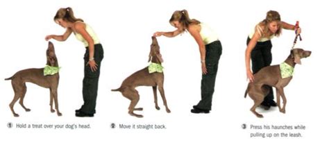 Sit Dog: A Comprehensive Guide to Teaching Your Dog the Essential Command