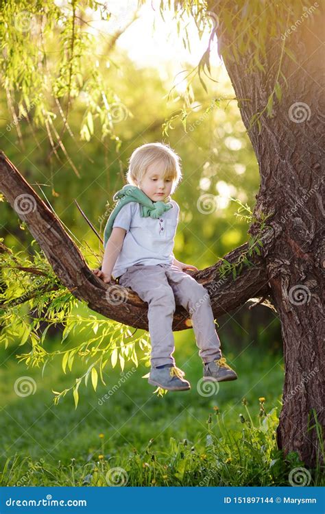 Sitting on a Tree, Dreaming of Possibilities