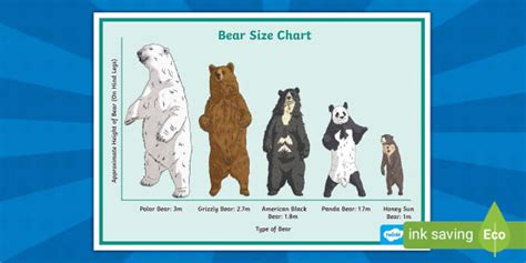 Size Of Bears Chart