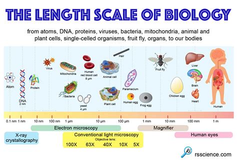 Size and Scale: