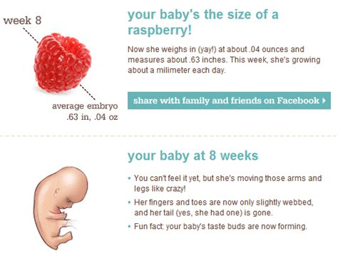 Size of Embryo at 8 Weeks: A Comprehensive Guide