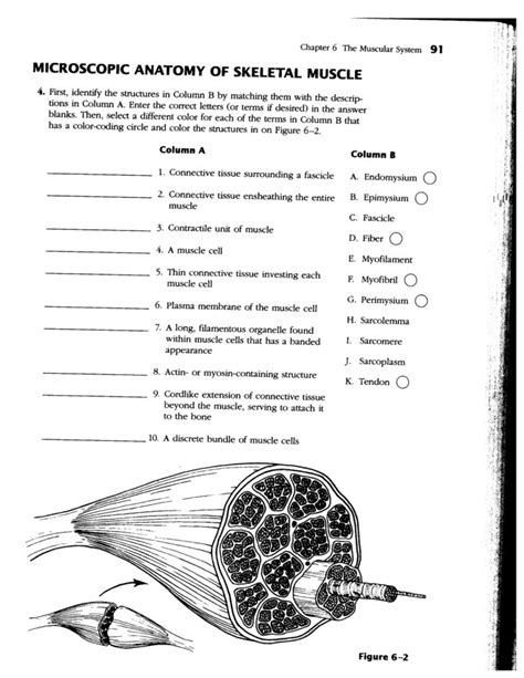 Skeletal Muscle Review Packet Answer Key Reader