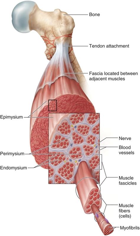 Skeletal Muscle Structure Lab Answers Reader