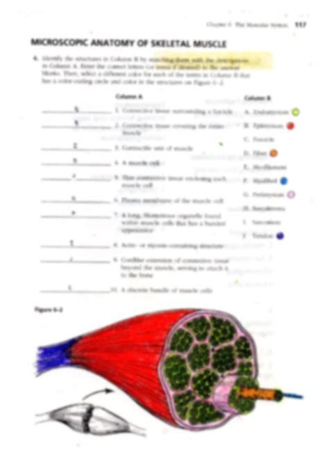 Skeletal Muscular Answer Key Part Reader