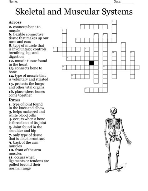 Skeletal Muscular System Crossword Answers PDF