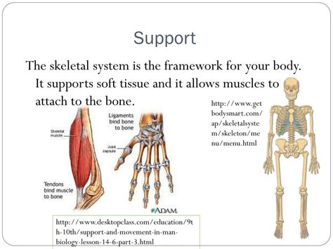 Skeletal Support: