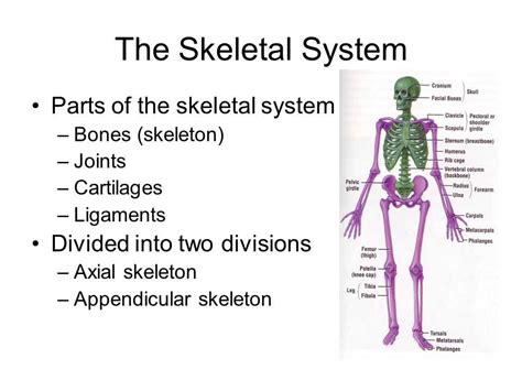 Skeletal System: Unveiling the Essential Framework of the Body